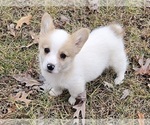 Small Photo #10 Pembroke Welsh Corgi Puppy For Sale in CLARK, MO, USA