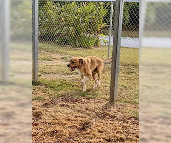 Medium Photo #1 Mutt Puppy For Sale in Sparta, TN, USA