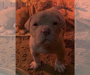 American Bulldog Puppy for sale in JACKSON, MS, USA