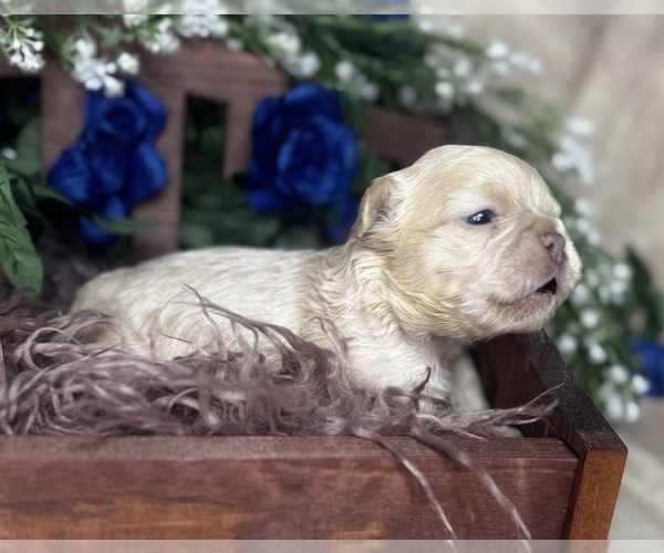 Medium Photo #7 French Bulldog Puppy For Sale in SPRINGFIELD, MO, USA