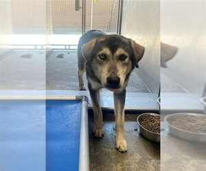 Labsky Dogs for adoption in Downey, CA, USA