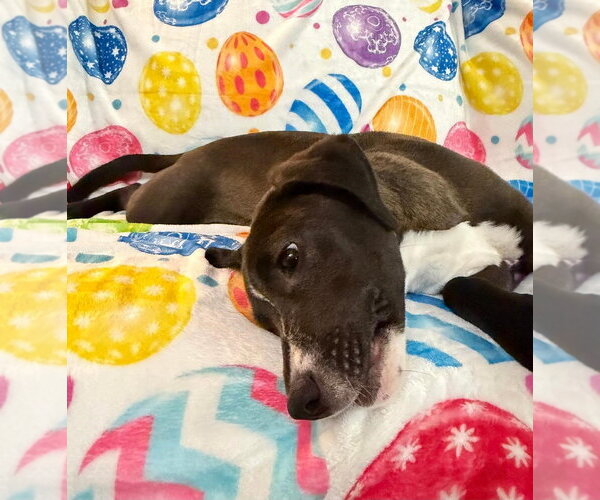 Medium Photo #15 Labrador Retriever-Unknown Mix Puppy For Sale in Plainfield, IL, USA