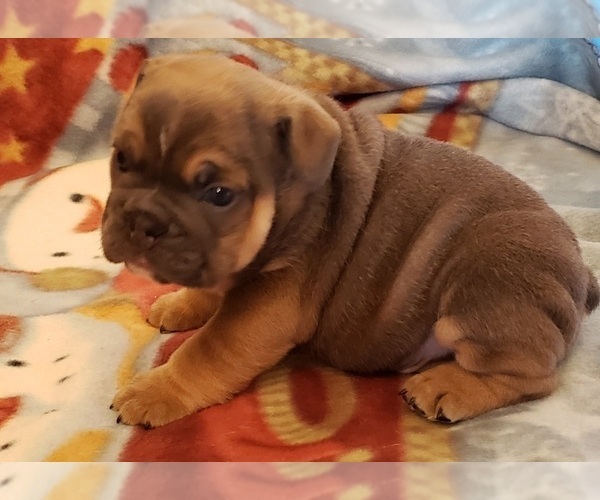 Medium Photo #5 Bulldog Puppy For Sale in SPRINGFIELD, MO, USA