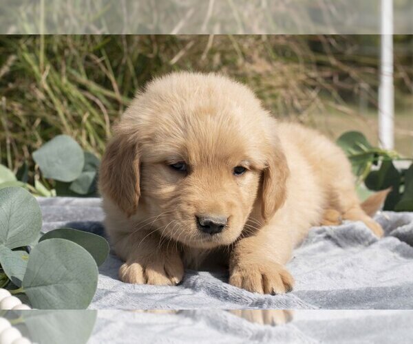 Medium Photo #2 Golden Retriever Puppy For Sale in MILLERSBURG, OH, USA