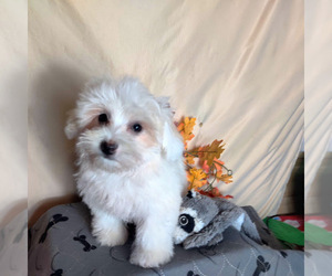 Coton de Tulear Puppy for sale in W FIELD, NC, USA
