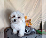 Small Photo #1 Coton de Tulear Puppy For Sale in W FIELD, NC, USA