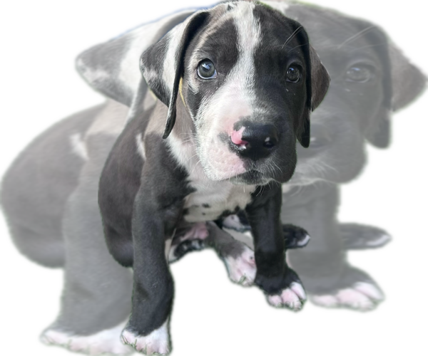 Medium Photo #24 Great Dane Puppy For Sale in WILLIS, TX, USA