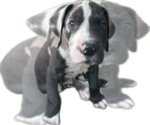 Small Photo #24 Great Dane Puppy For Sale in WILLIS, TX, USA