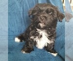 Small #33 Morkie
