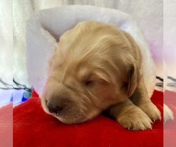 Medium Photo #8 Golden Retriever Puppy For Sale in RICHMOND, TX, USA