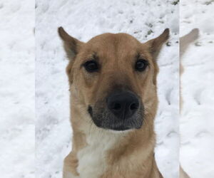 Glen Frye - Male Mutt Dog for Adoption - Photo #4