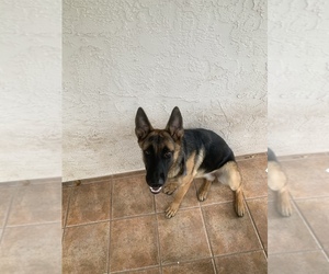 German Shepherd Dog-Malinois Mix Puppy for sale in IND HBR BCH, FL, USA
