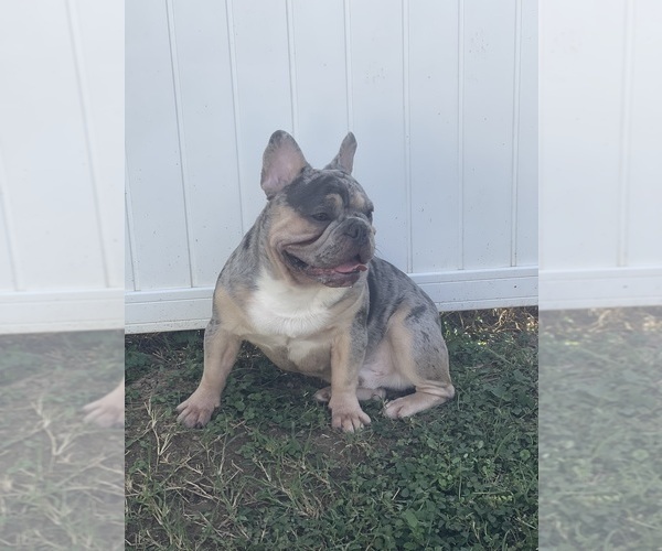 Medium Photo #1 French Bulldog Puppy For Sale in CINCINNATI, OH, USA