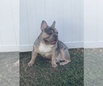 Small Photo #1 French Bulldog Puppy For Sale in CINCINNATI, OH, USA