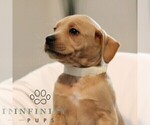 Small #2 French Bulldog-Goldendoodle Mix