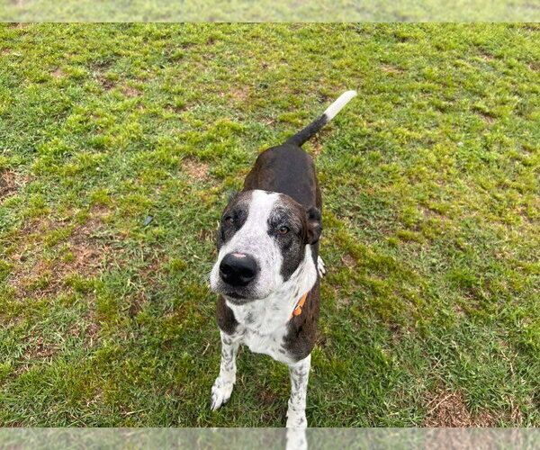 Medium Photo #11 Catahoula Leopard Dog-Great Dane Mix Puppy For Sale in Bullard, TX, USA