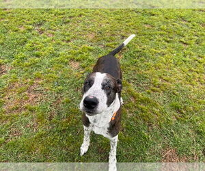Windsor - Male Catahoula Leopard Dog-Great Dane Mix Dog for Adoption - Photo #11