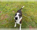 Small Photo #11 Catahoula Leopard Dog-Great Dane Mix Puppy For Sale in Bullard, TX, USA