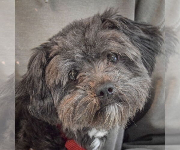 Medium Photo #1 Havashu Puppy For Sale in Huntley, IL, USA