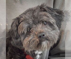 Havashu Dogs for adoption in Huntley, IL, USA