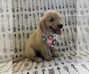 Golden Retriever Puppy for sale in AUSTIN, KY, USA