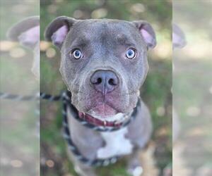 Mutt Dogs for adoption in Woodland, CA, USA