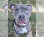 KING - Male Mutt Dog for Adoption - Small photo
