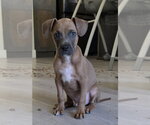 Small #3 Boston Terrier-Boxer Mix