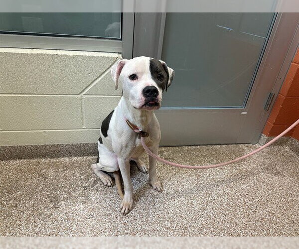 Medium Photo #1 Mutt Puppy For Sale in Pueblo, CO, USA