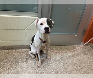 Mutt Dogs for adoption in Pueblo, CO, USA