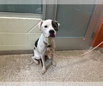 OREO - Male Mutt Dog for Adoption - Small photo