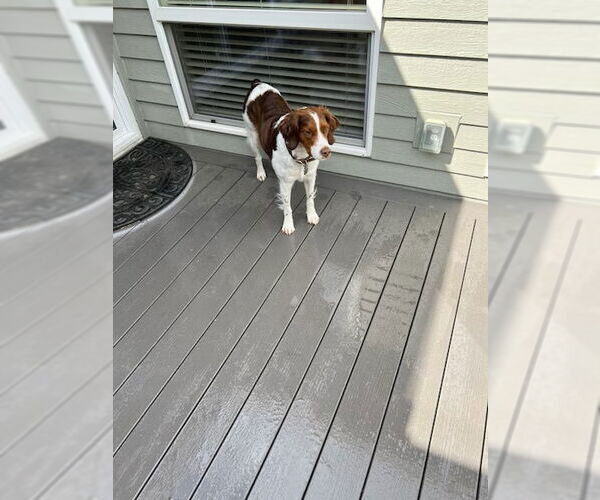 Medium Photo #3 - Mix Puppy For Sale in Curwensville, PA, USA