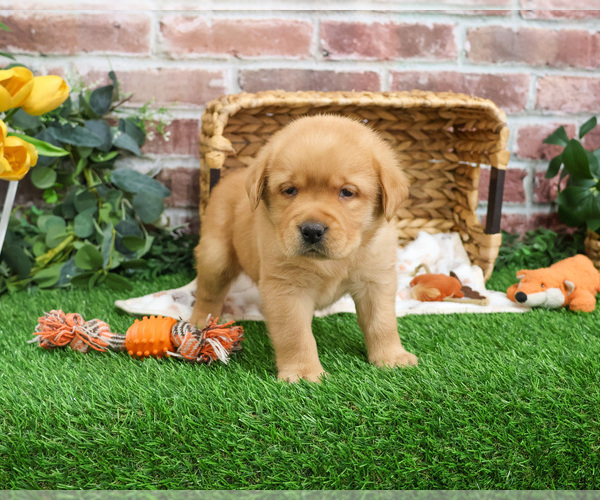 Medium Photo #4 Labrador Retriever Puppy For Sale in SYRACUSE, IN, USA