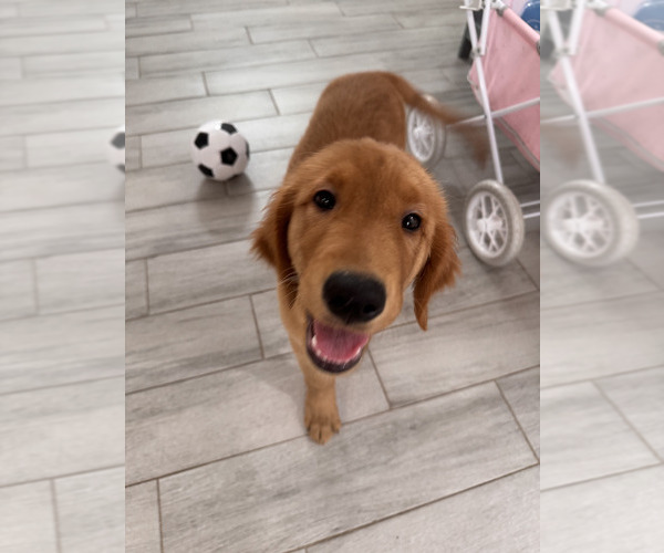Medium Photo #5 Golden Retriever Puppy For Sale in ORLANDO, FL, USA