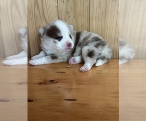 Alaskan Klee Kai-Pomsky Mix Puppy for Sale in STAPLES, Minnesota USA