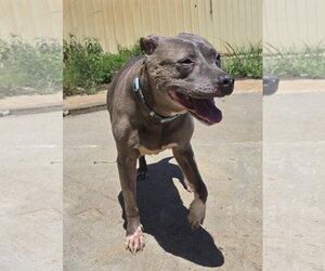 Priscilla - Female American Staffordshire Terrier-Unknown Mix Dog for Adoption - Photo #3