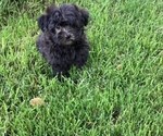 Small Photo #2 Poovanese Puppy For Sale in HARRISONBURG, VA, USA