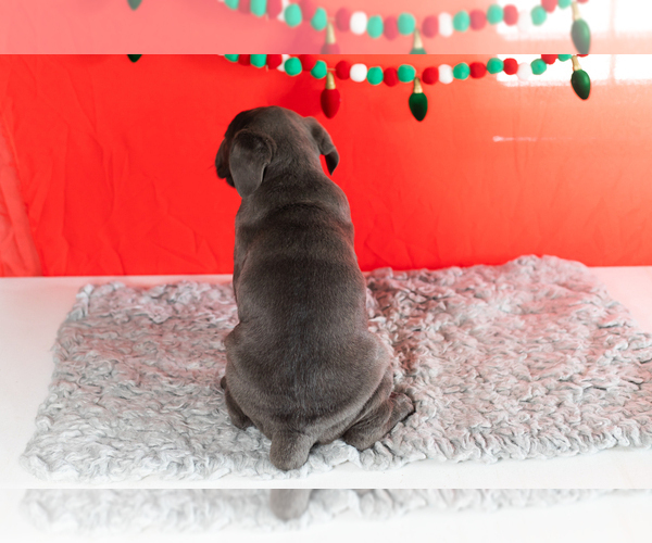 Medium Photo #11 Cane Corso Puppy For Sale in BOURBON, IN, USA