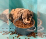 Small #5 Aussie-Poo
