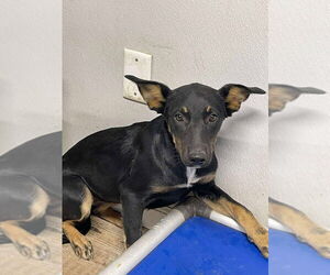 Australian Kelpie-Labrador Retriever Mix Dogs for adoption in Bolivar, MO, USA