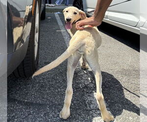 Labrador Retriever-Unknown Mix Dogs for adoption in Brooklyn, NY, USA