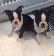 Boston Terrier Puppy for sale in THE VILLAGES, FL, USA