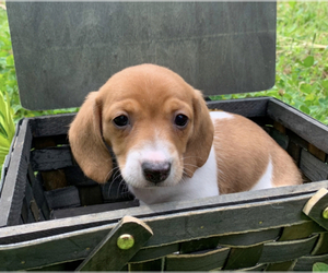 Dachshund Puppy for sale in WINSLOW, AR, USA