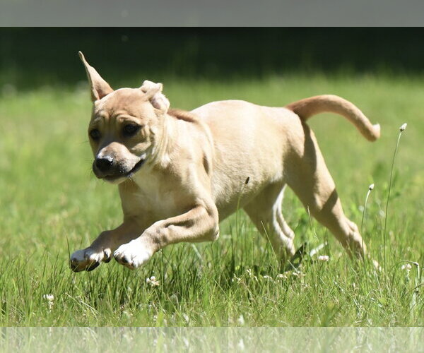 Medium Photo #7 Shepradors Puppy For Sale in Mechanicsburg, PA, USA