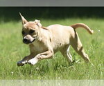 Small #6 Shepradors