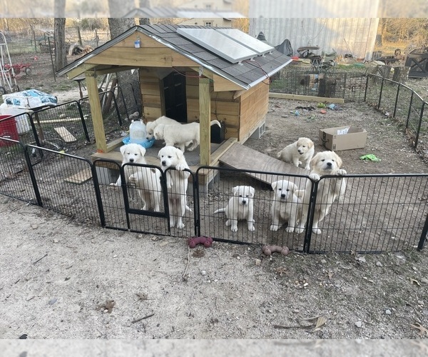 Medium Photo #1 Great Pyrenees-Unknown Mix Puppy For Sale in PARIS, TX, USA