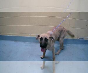 Mutt Dogs for adoption in Tulsa, OK, USA