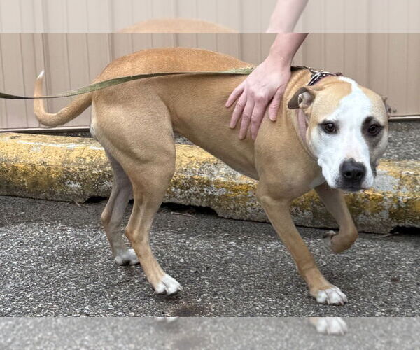 Medium Photo #2 Mutt Puppy For Sale in La Porte, IN, USA