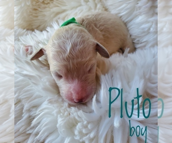 Medium Photo #2 Goldendoodle Puppy For Sale in PHOENIX, AZ, USA