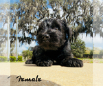 Small #2 Schnauzer (Miniature)